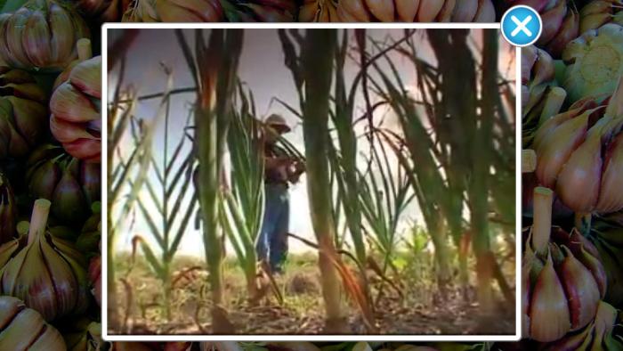 ABC Food App: Screenshot #3