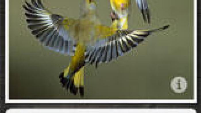 Birds PRO HD - NATURE MOBILE App: Screenshot #1