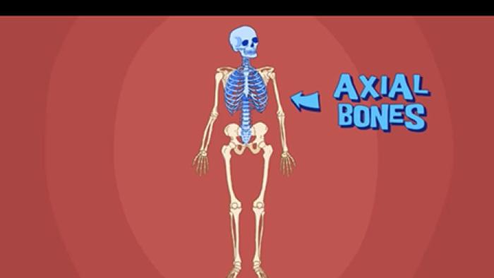 DIY Human Body App: Screenshot #3