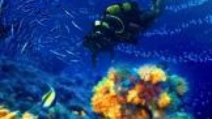 HD Marine Life App: Screenshot #1