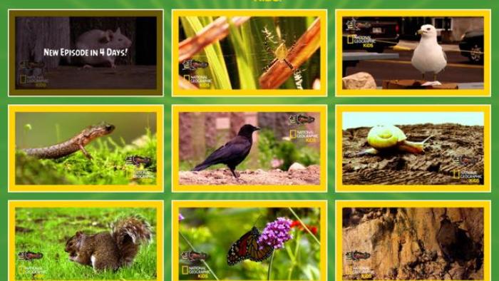 ToonsTV: Angry Birds video app App: Screenshot #5