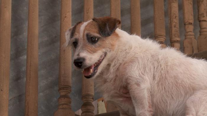 A Doggone Adventure Movie: Scene #3