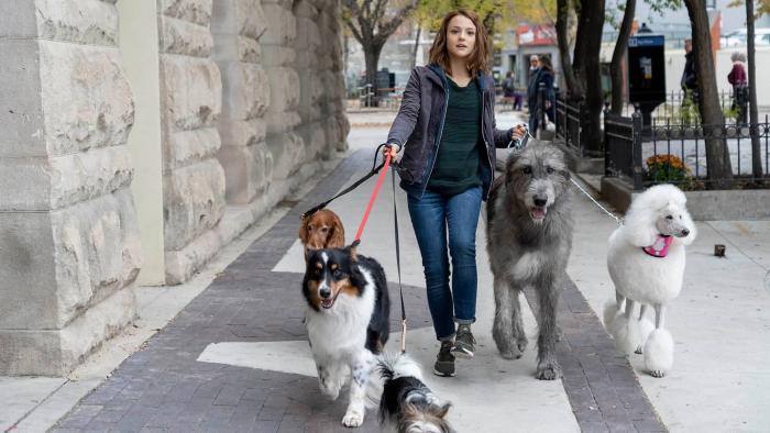 A Dog's Journey Movie: CJ, now an adult, walks five dogs in New York City