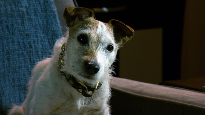 A Dog's Life Movie: Scene #4