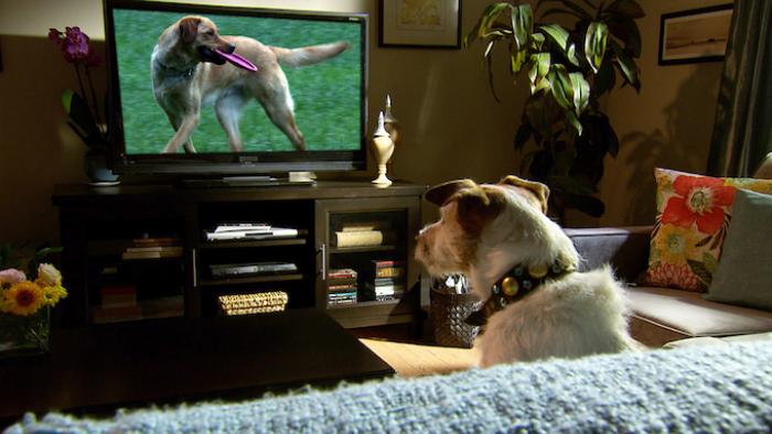 A Dog's Life Movie: Scene #1