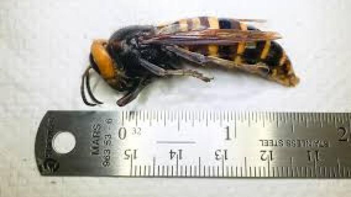 Attack of the Murder Hornets MovieL Scene # 1
