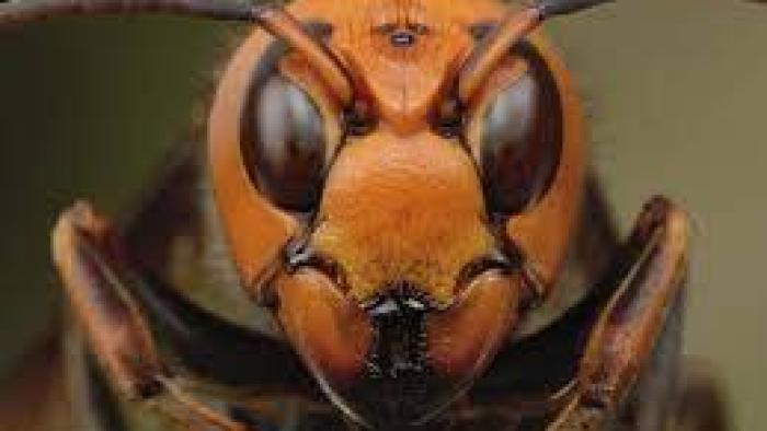 Attack of the Murder Hornets MovieL Scene # 2