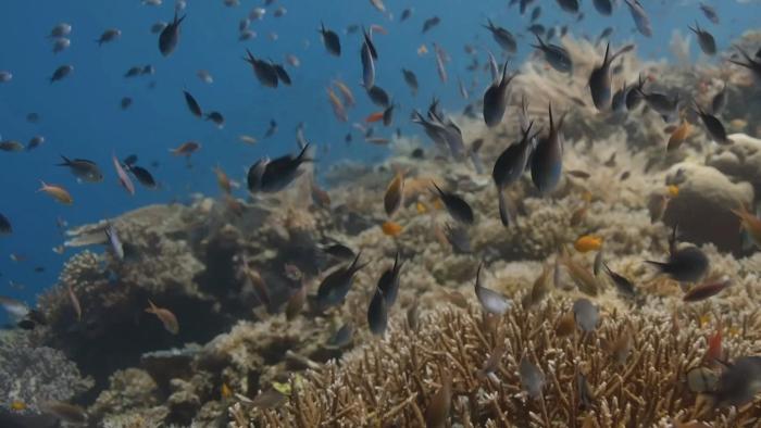 Ocean with David Attenborough: Black, white, and yellow fish swim above vegetation on the ocean floor