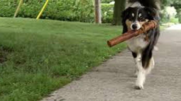 Bark Ranger Movie: Scene #2