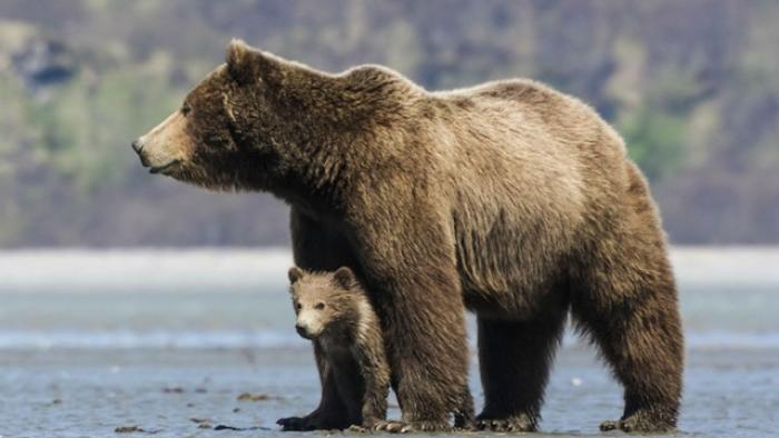 Bears Movie: Scene #1
