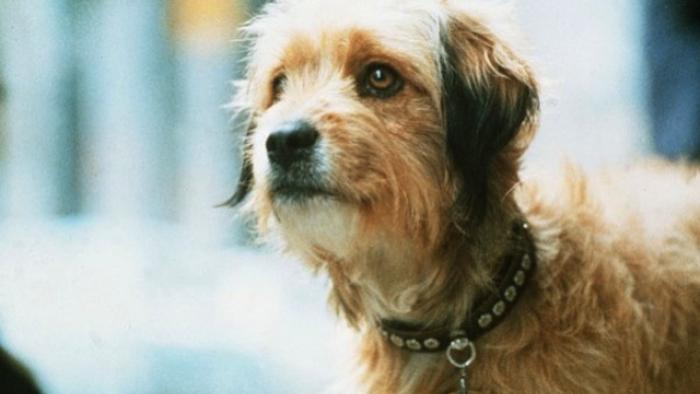 Benji Movie: Benji
