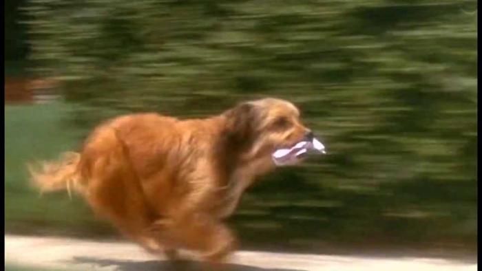 Benji Movie: Benji On  His Way to Save the Day!