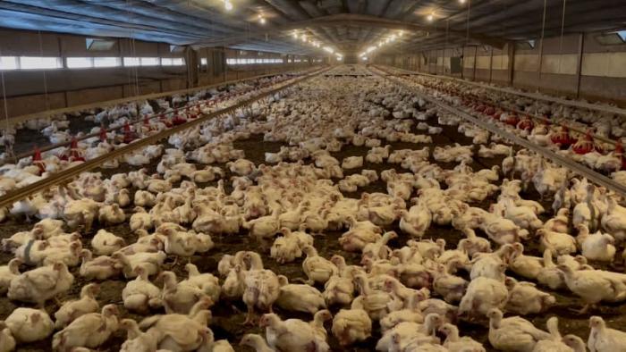 Big Chicken: A Fast Food Conspiracy: Chickens crowded into a factory.