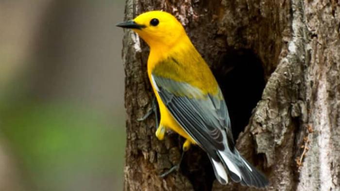 Birders Movie: A yellow and gray bird on a tree trunk