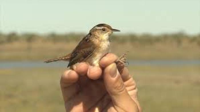Birders Movie: Birds are banded for ID
