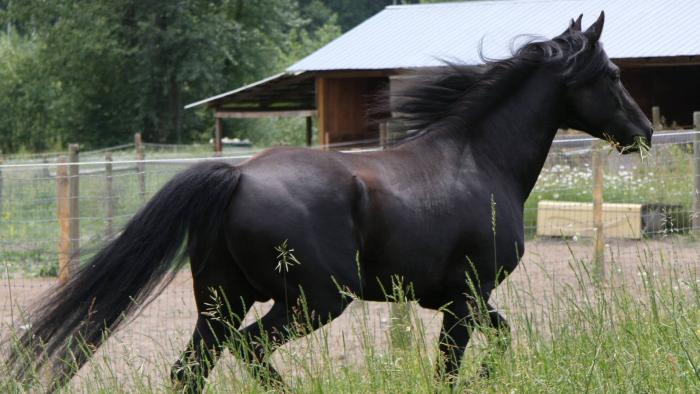 Black Beauty Movie: Scene #1