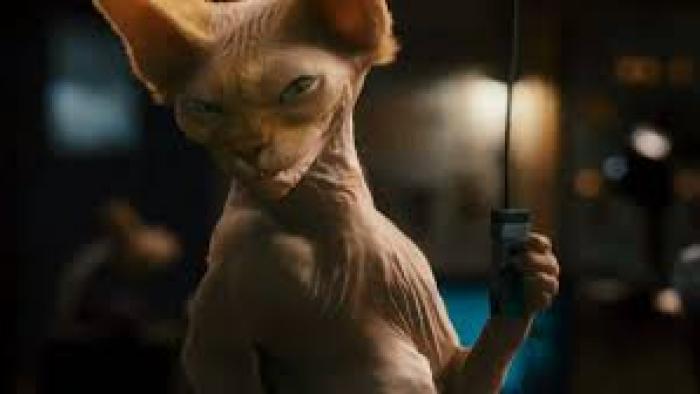 Cats & Dogs Movie: Scene 2