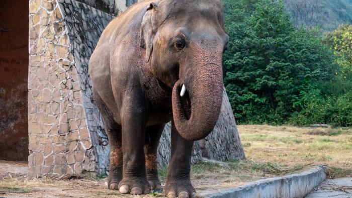 Cher & The Loneliest Elephant-Movie-Scene #2