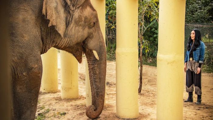 Cher & The Loneliest Elephant-Movie-Scene #3