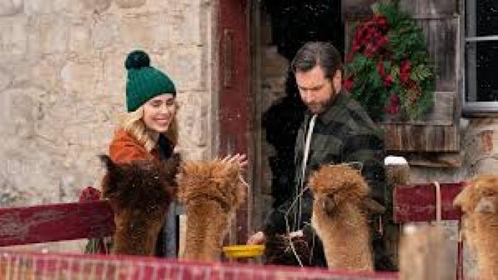 Christmas on the Alpaca Farm: Man and woman hang out with alpacas
