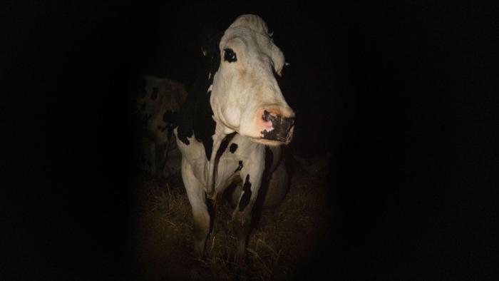 Cow documentary film: Close-up of cow's face with black background