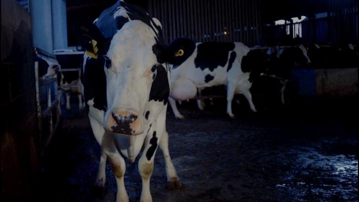 Cow documentary film: A group of cows shown in a barn