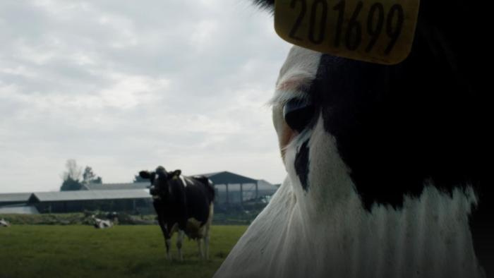 Cow documentary film: Close-up of cow's eye looking out across field