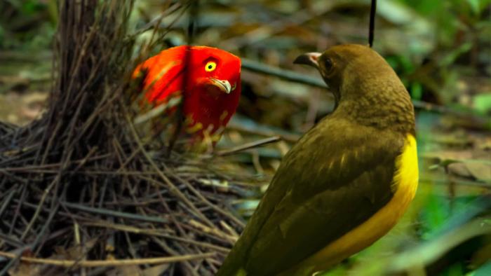 Dancing with the Birds Movie: Two colorful birds looking at each other 