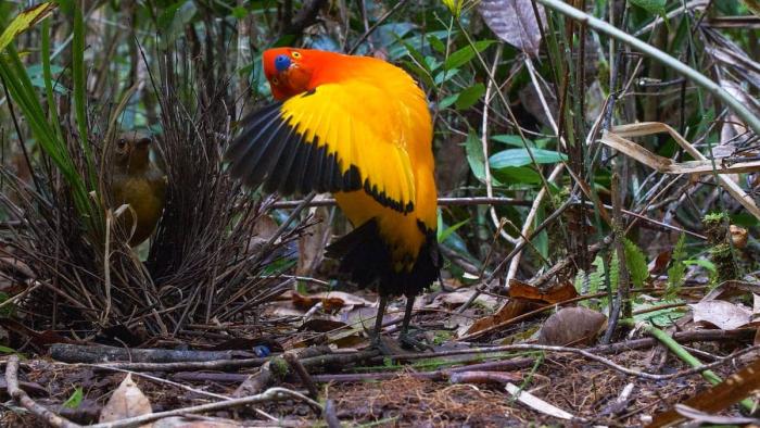 Dancing with the Birds Movie: Flame Bowerbird does matador dance