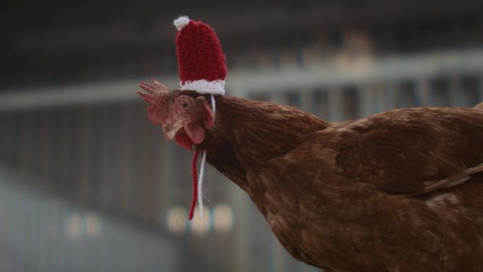 Feather Christmas: A chicken wears a Christmas hat. 