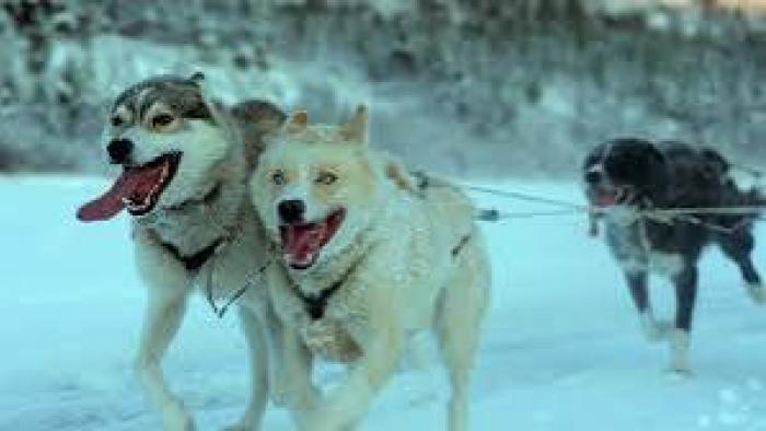 Folktales Movie: Three sled dogs running in snow with tongues out.