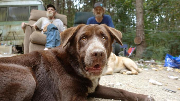 Free Puppies Movie: Brown dog looking at camera