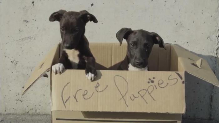 Free Puppies Movie: Two puppies in a box