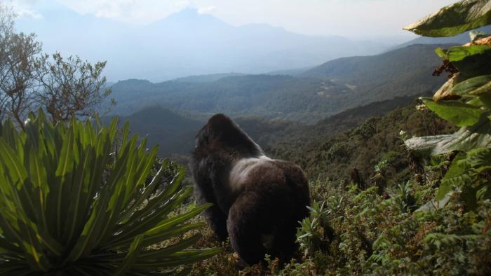 A Gorilla Story—Told by David Attenborough: A male silverback gorilla is seen from behind as he looks out over the mountains