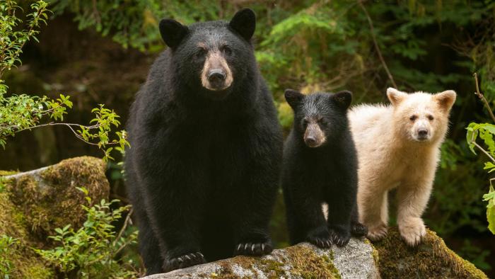 Great Bear Rainforest: Land of the Spirit Bear Movie: Scene #2