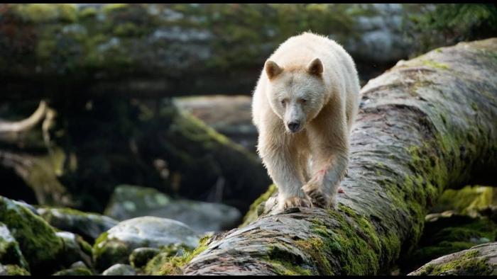 Great Bear Rainforest: Land of the Spirit Bear Movie: Scene #3