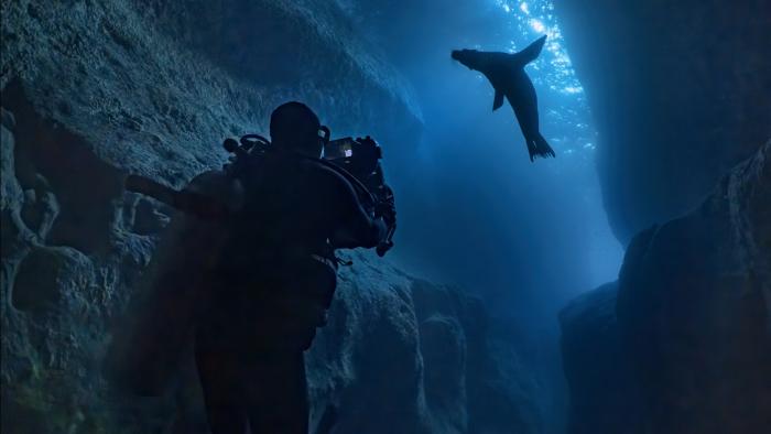 Guardians of the Galapagos movie: Underwater, a camera person follows a sea lion
