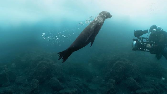 Guardians of the Galapagos movie: A sea lion is filmed underwater