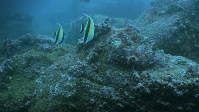 Fish swimming in the ocean