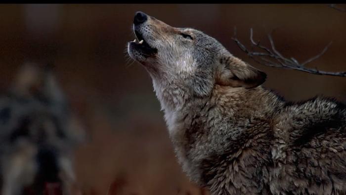In the Company of Wolves: An American Journey movie: wolf howling against a blurred dark background.