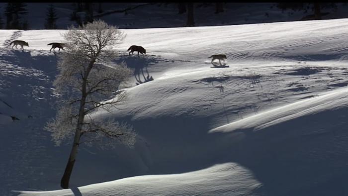 In the Company of Wolves: An American Journey movie: snowy landscape with four wolves walking in a line.