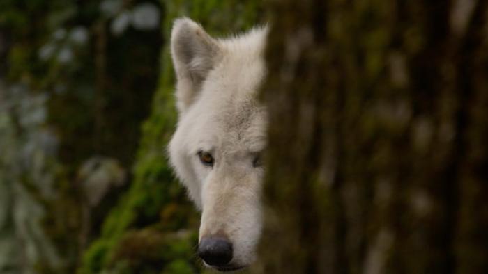 In the Company of Wolves: An American Journey movie: white wolf peeks from behind a tree trunk.