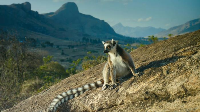 Island of Lemurs: Madagascar Movie: Scene #1