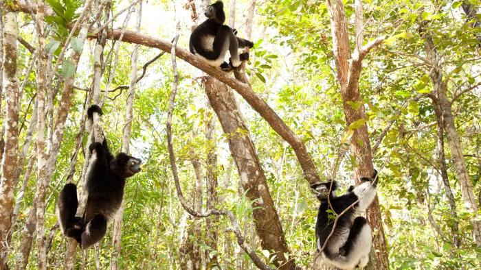 Island of Lemurs: Madagascar Movie: Scene #2