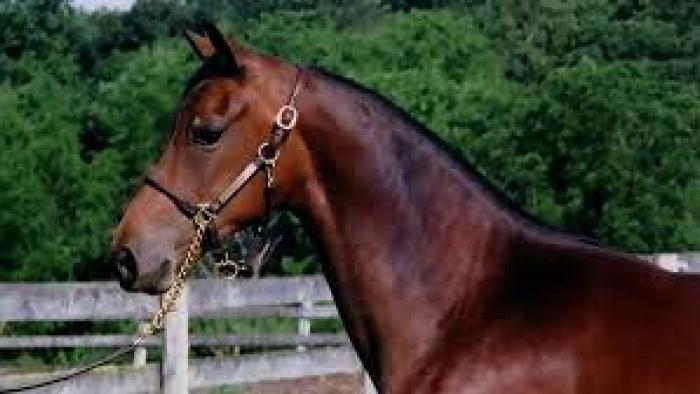 Justin Morgan Had a Horse Movie: Scene 3