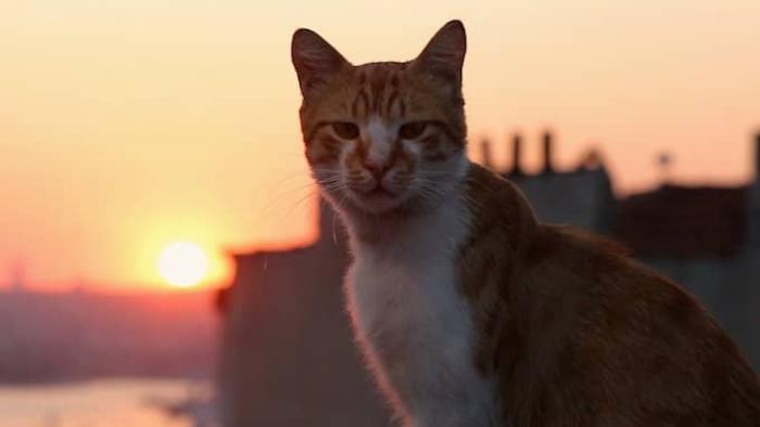 Kedi Movie: Scene #1