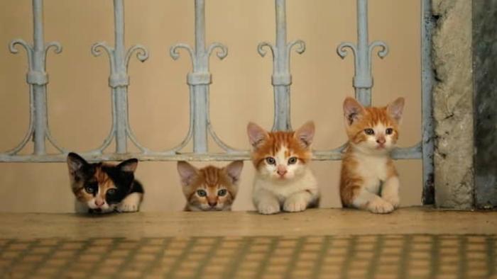 Kedi Movie: Scene #2