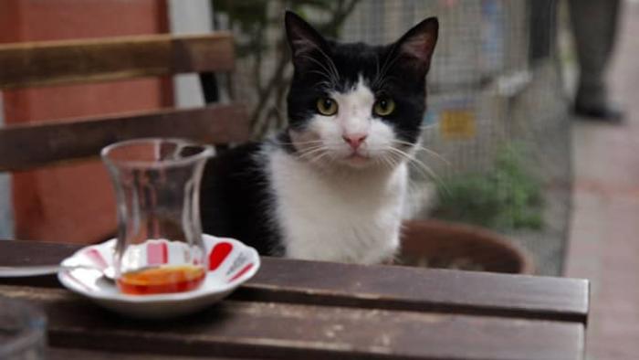 Kedi Movie: Scene #3