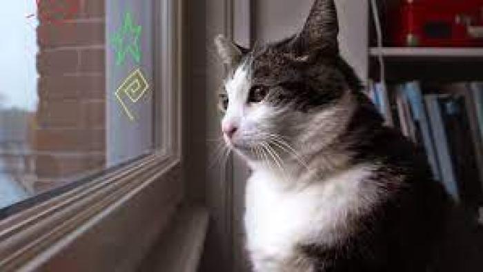 Kitty Love: An Homage to Cats Movie: Scene # 1