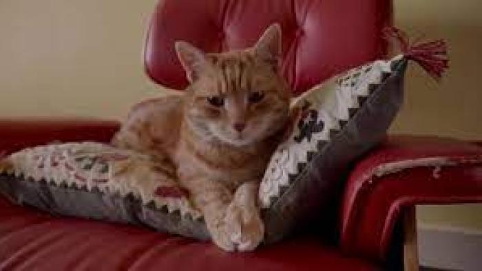 Kitty Love: An Homage to Cats Movie: Scene # 3